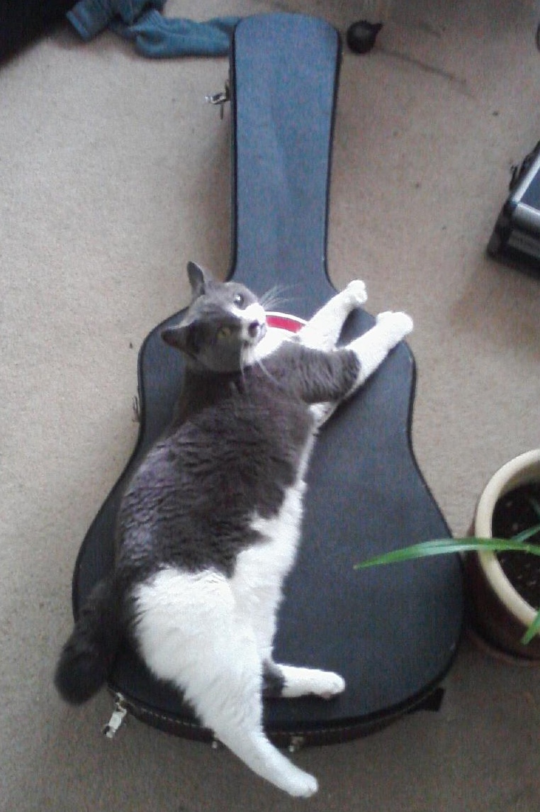 Have a Cat… Never Play Guitar Anymore !