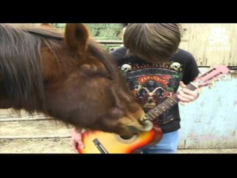 Wild Wild Horses…