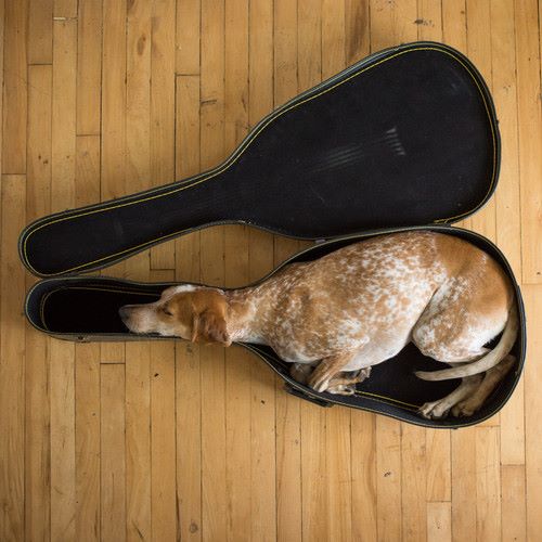 Dog-Case