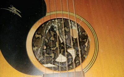 When Snakes Call Your Guitar Home: A Comedy of Reptilian Proportions